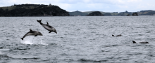 A la rencontre des dauphins et des maoris !